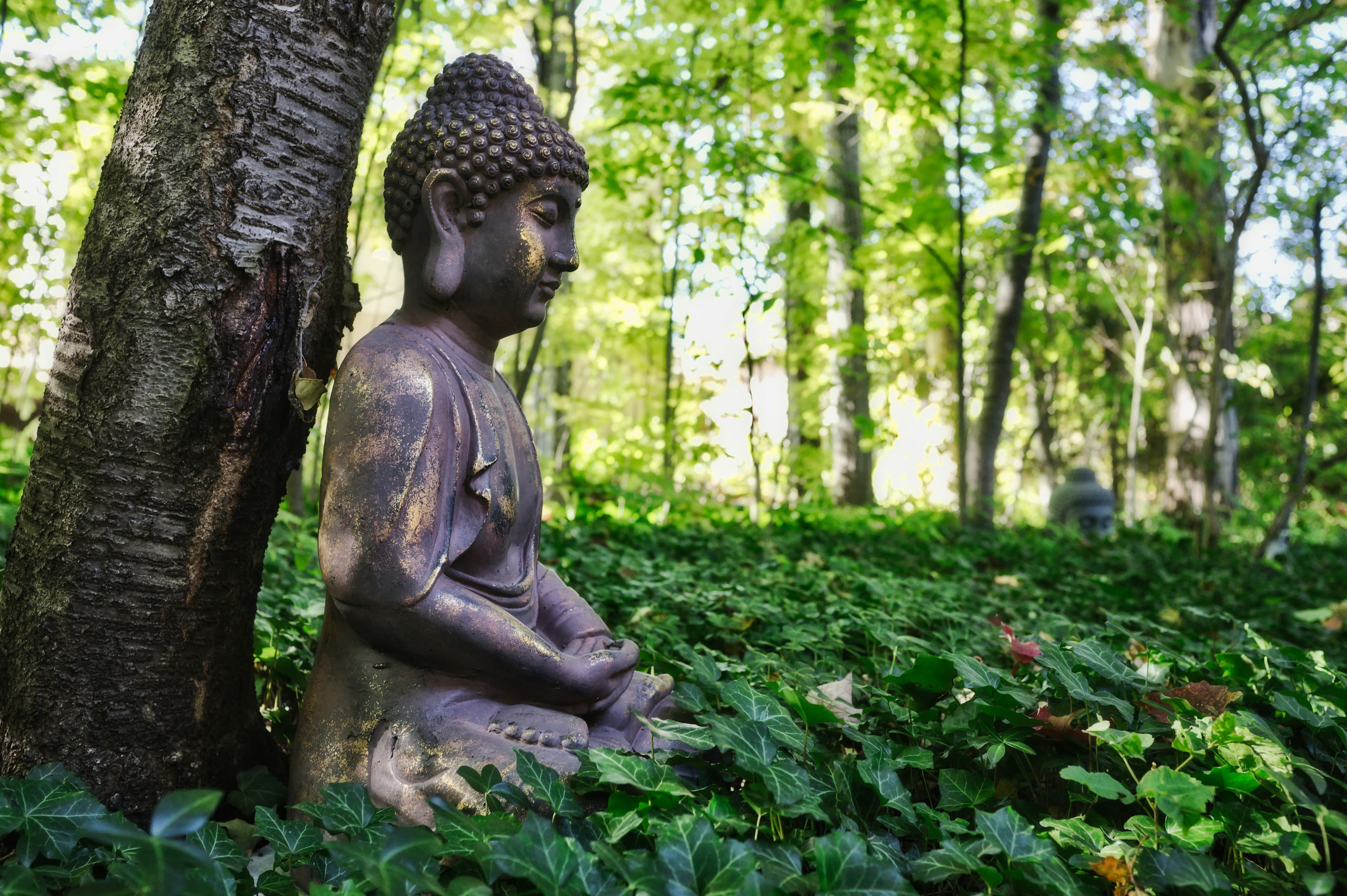 Serene Buddha statue surrounded by lush greenery in tranquil woodland setting